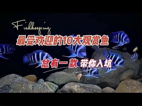 大型觀賞魚圖鑑|觀賞魚圖鑑